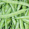 Indian Beans